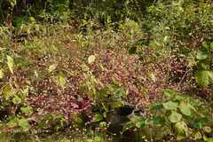 Alternanthera brasiliana